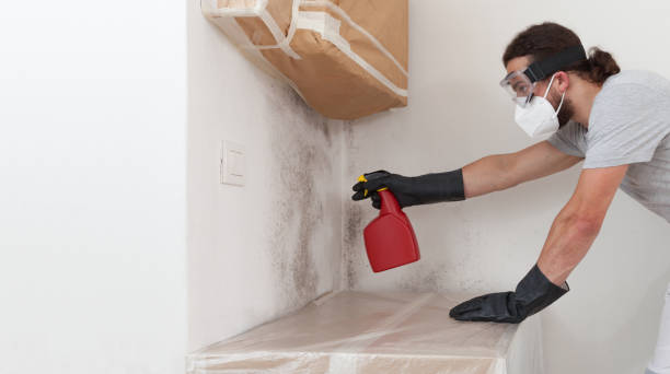 Professional Black Mold Remediation technician working in Port Townsend, WA