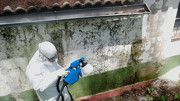 Top rated local Black Mold Remediation specialists in Port Townsend, WA
